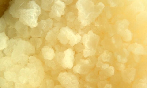 Kefir, kesako ? Episode 1 – kefir de fruits