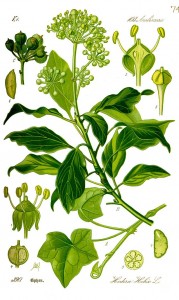 Hedera_helix