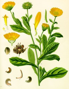 CALENDULA