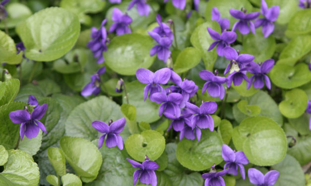 Belle du printemps aux odeurs de bonbons