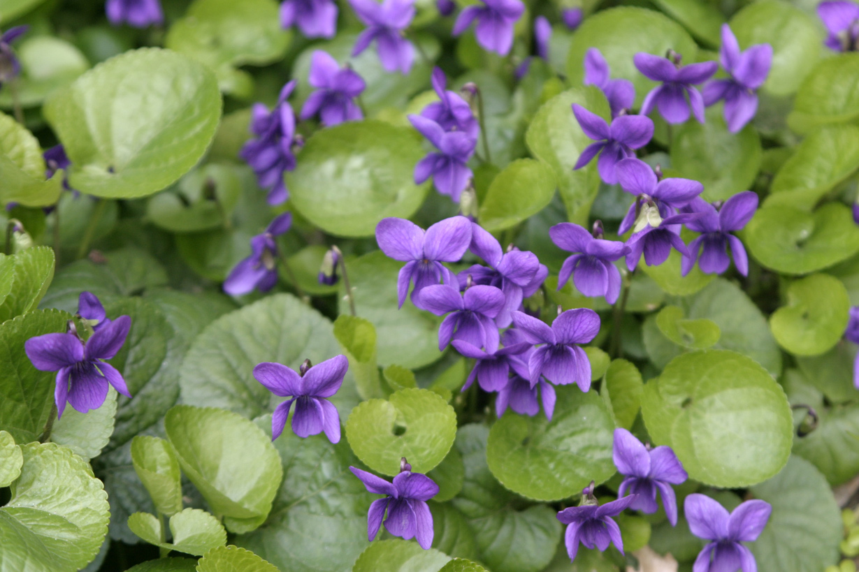 Belle du printemps aux odeurs de bonbons