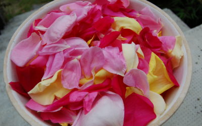 La saveur du parfum des roses