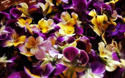 Flower power ou l&rsquo;incroyable pouvoir des fleurs