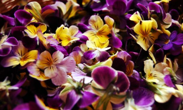 Flower power ou l&rsquo;incroyable pouvoir des fleurs