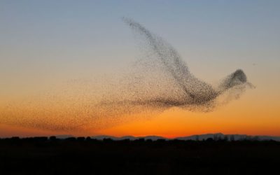 Les oiseaux