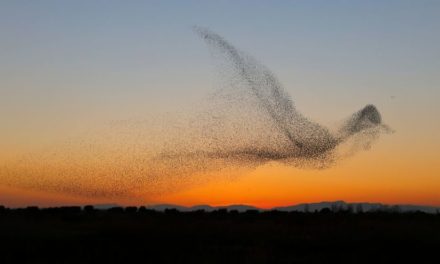 Les oiseaux