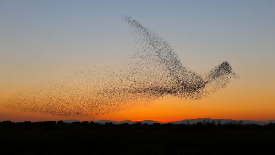 Les oiseaux