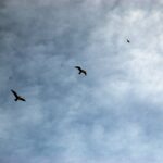 Virée de pas sages – Premiers pas