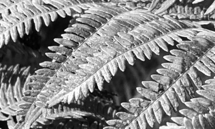 Textures sans texte